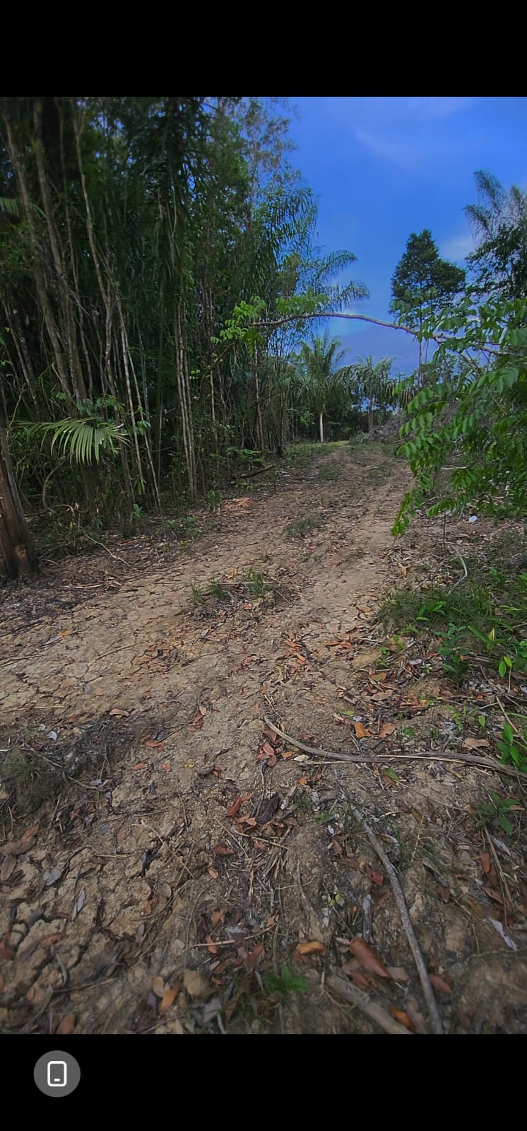 Forest trail leading into the concession at dusk