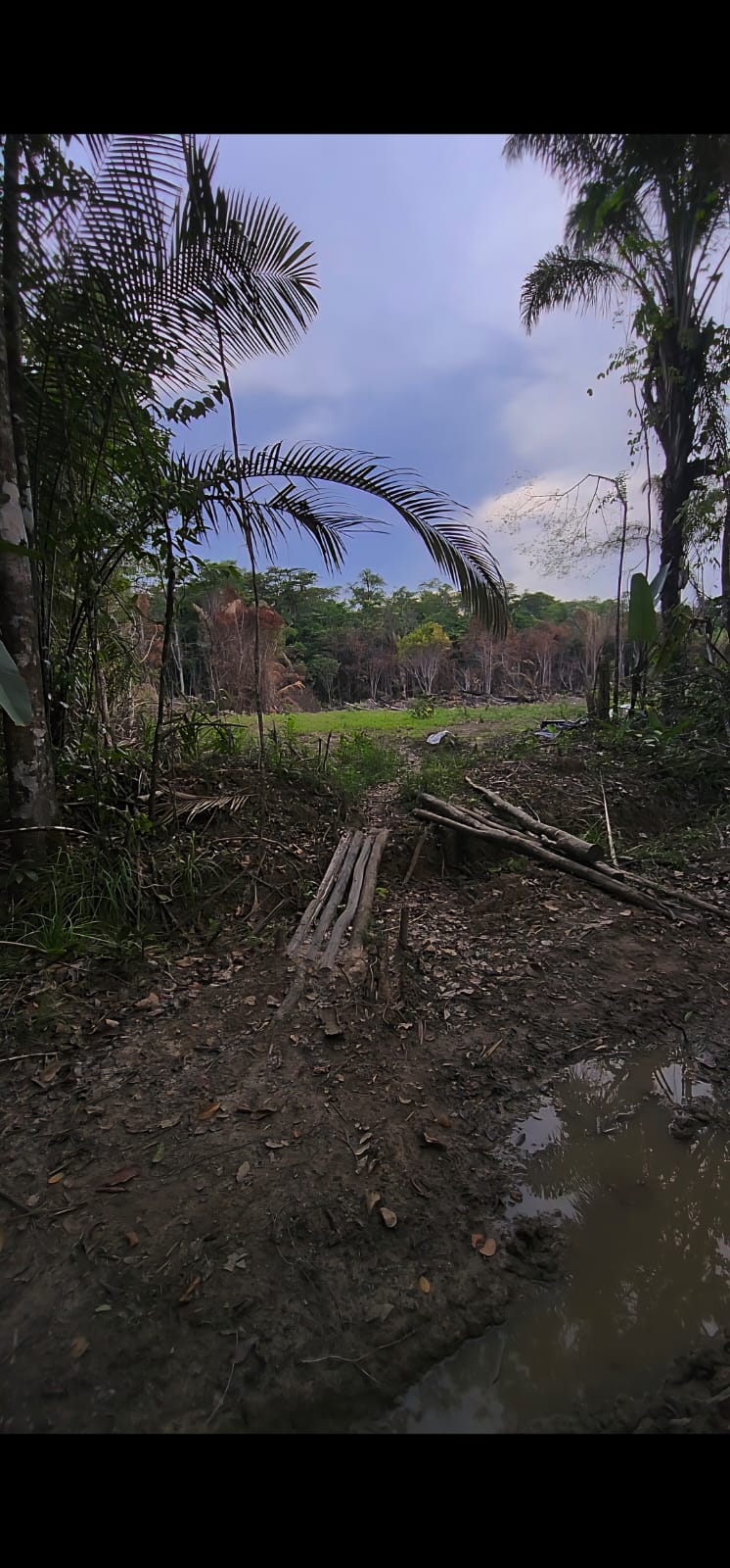 Footbridge over a wet path through the jungle